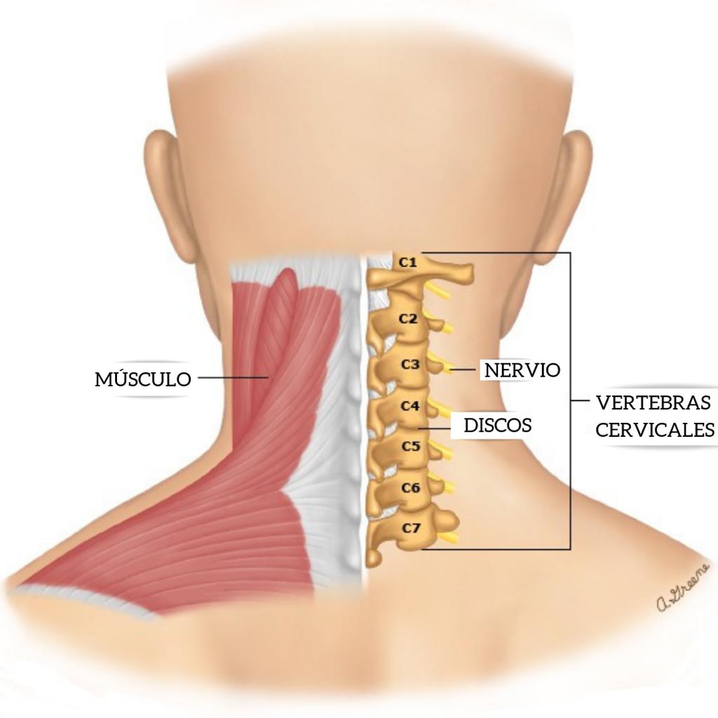 Diagrama de los músculos del cuello y la espalda.