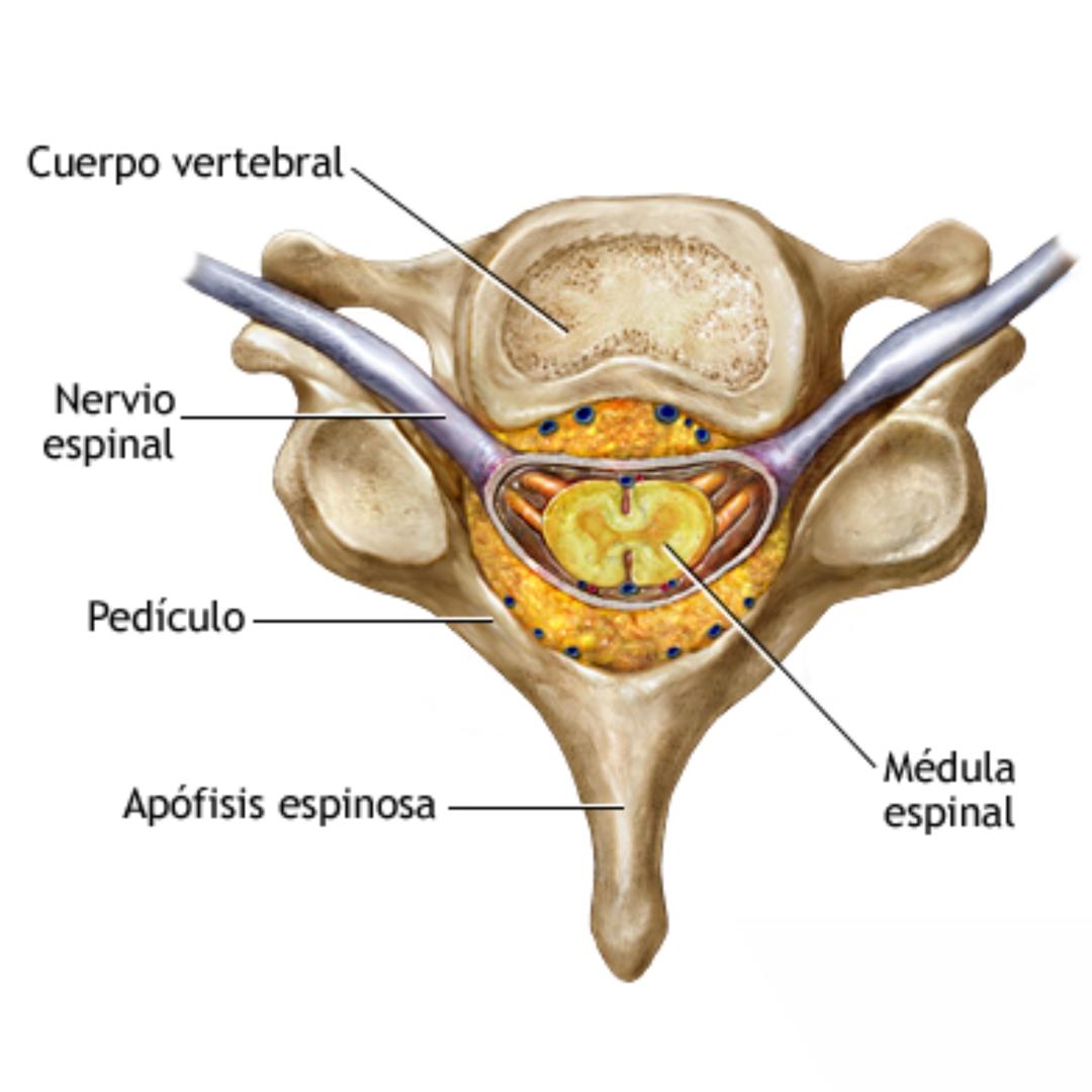 Un diagrama de la médula espinal en español