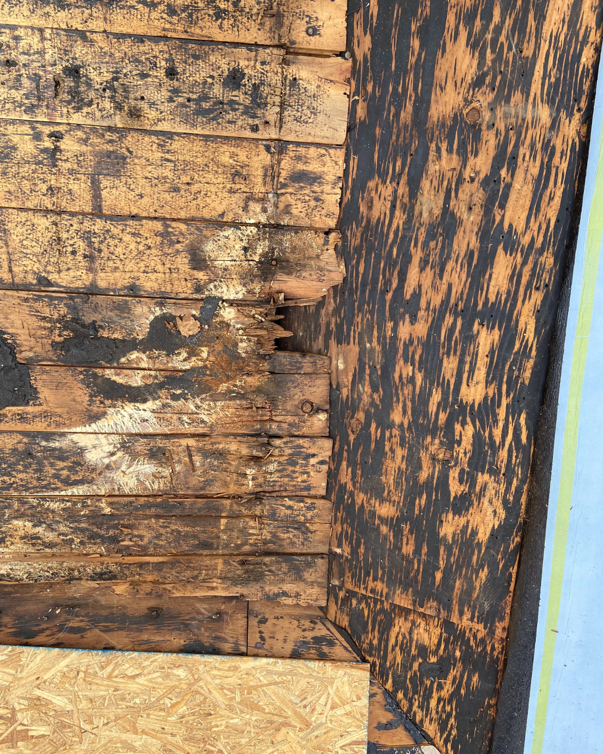 Rotting roof sheathing and asphalt shingles. Wood is discolored and damaged by water.