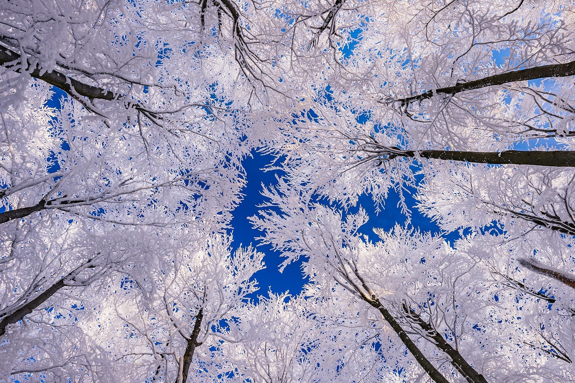 White cherry blossoms framing a bright blue sky, viewed from below among tall tree trunks White cherry blossoms framing a bright blue sky, viewed from below among tall tree trunks