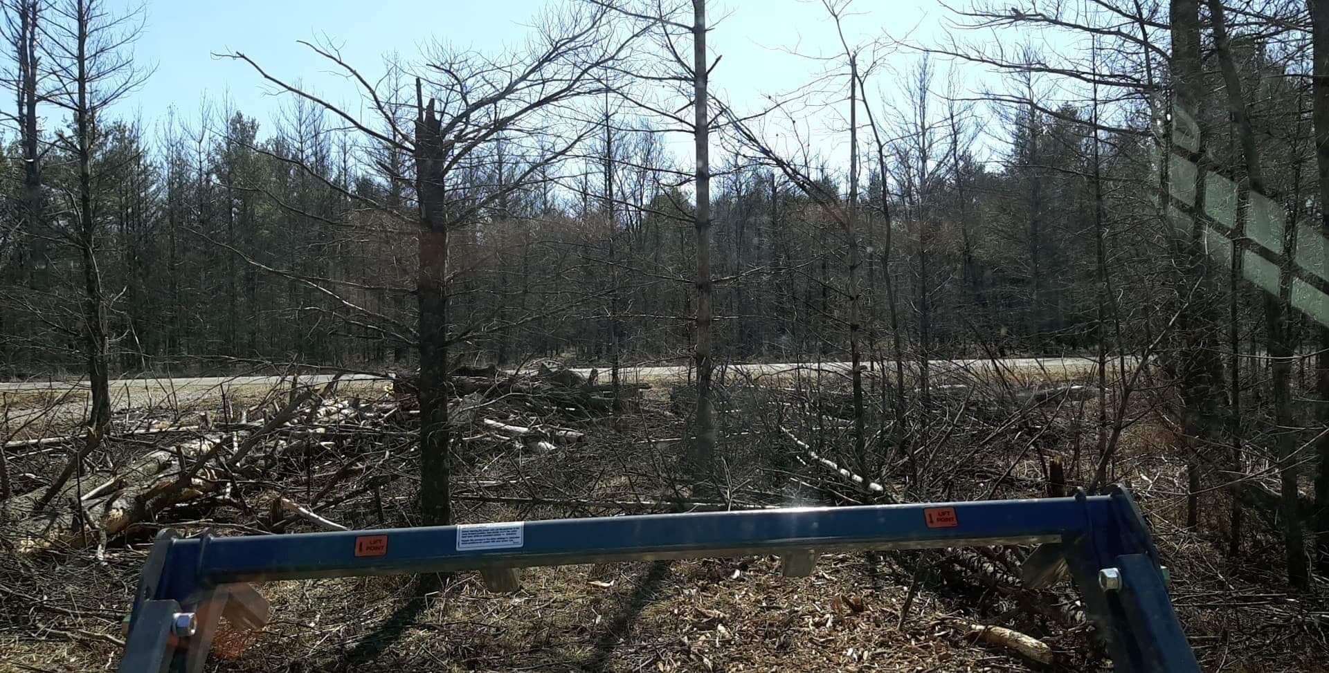 Dying Forest | Preston, WI | Eskildsen's Tree Service & Property Maintenance