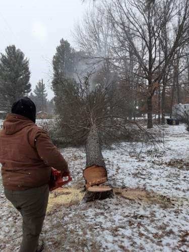 Falling Trees | Preston, WI | Eskildsen's Tree Service & Property Maintenance