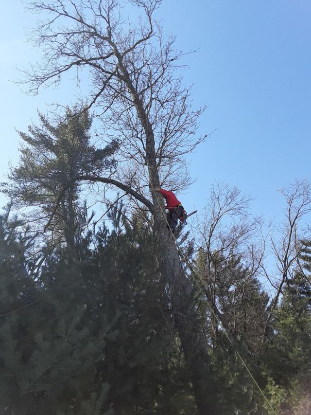 Man Climbing A Tree | Preston, WI | Eskildsen's Tree Service & Property Maintenance