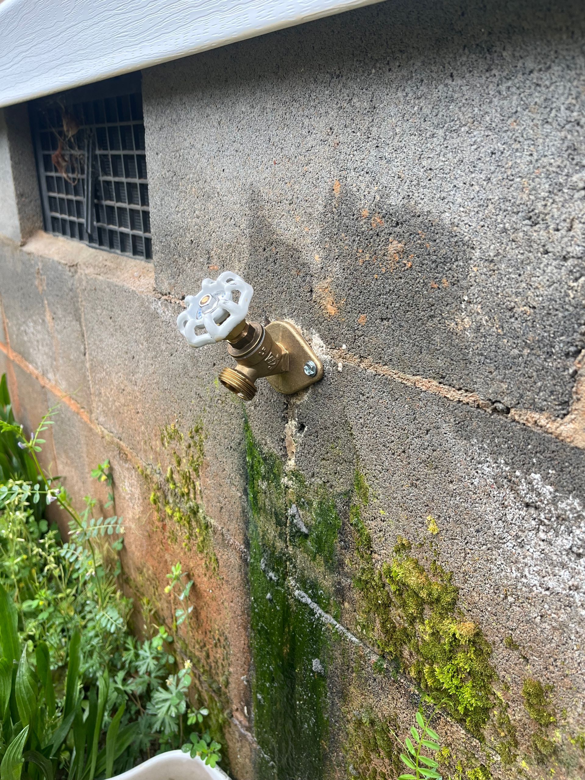 Outdoor wall-mounted faucet with white handle on a weathered stucco wall, stained by moss and water runoff