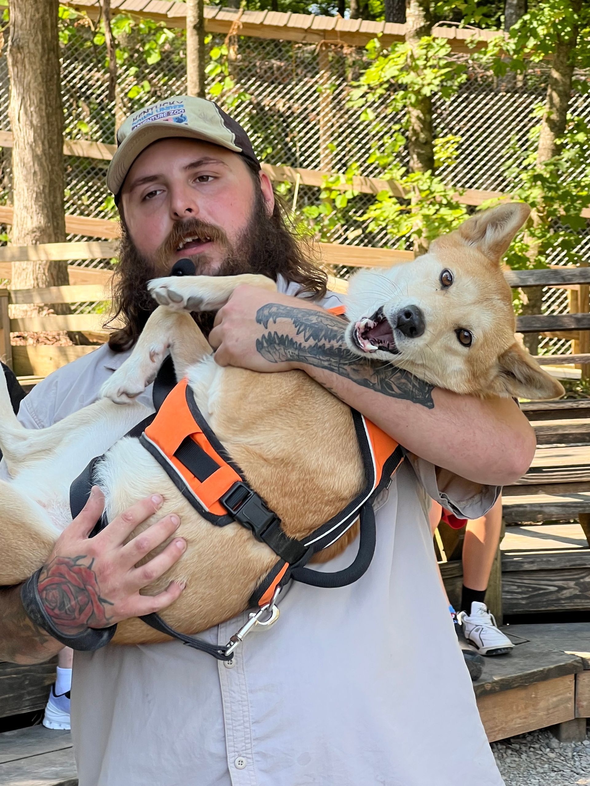 Man holding a tan dog in an orange harness outdoors, with the dog’s tongue out and head upside down.