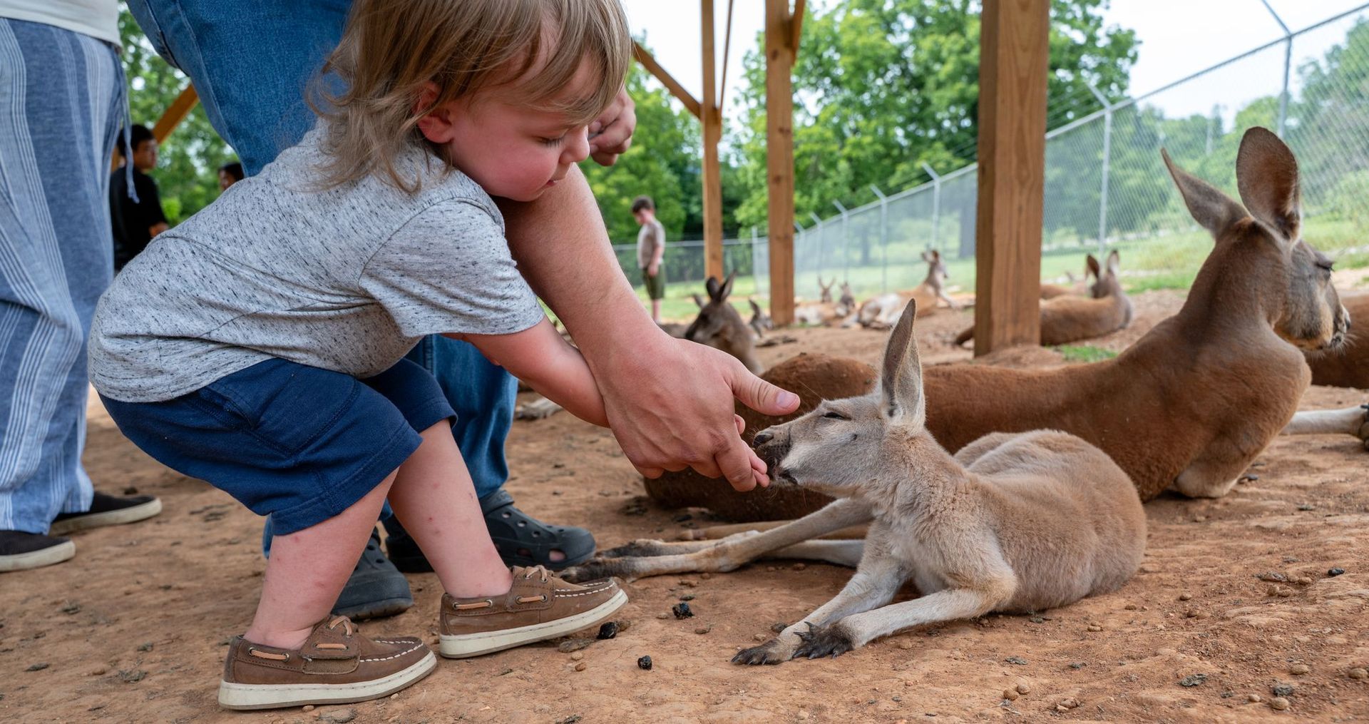 Kangaroo standing on grass, facing the camera, with a joey peeking from its pouch.