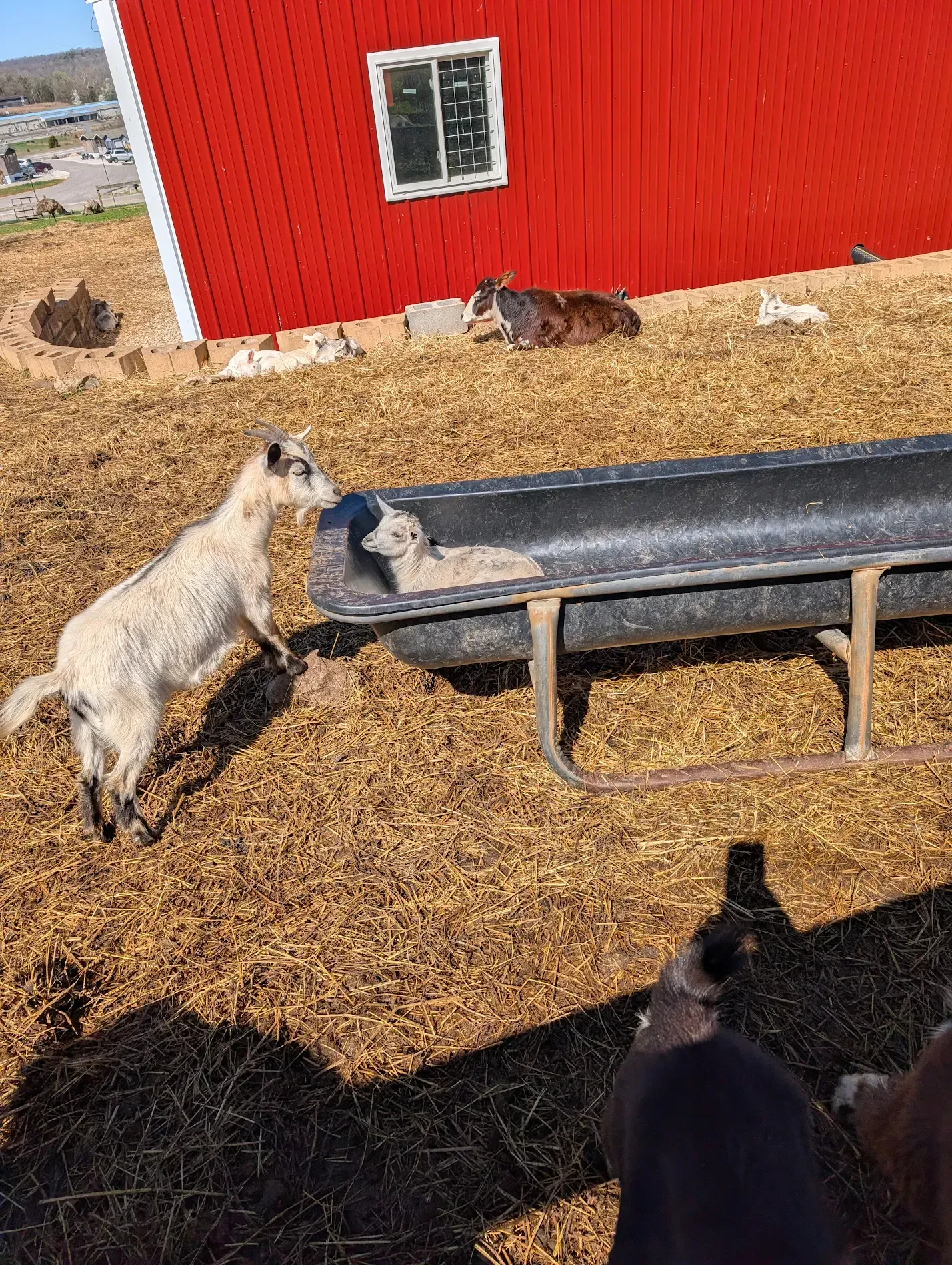 Goat standing by metal feeder beside a red barn in a sunny farmyard