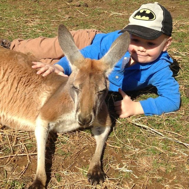 Child in a Batman cap petting a kangaroo on grass outdoors
