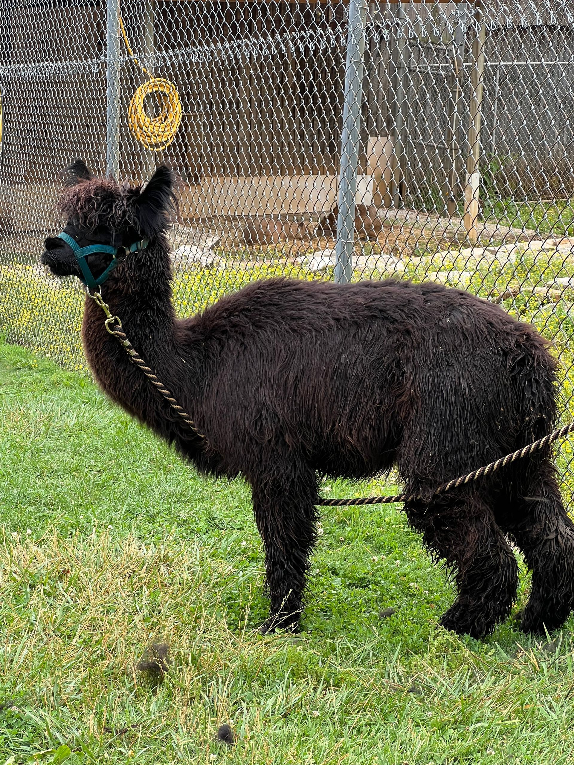 Black alpaca standing on grass near a fence, wearing a blue halter and yellow tag