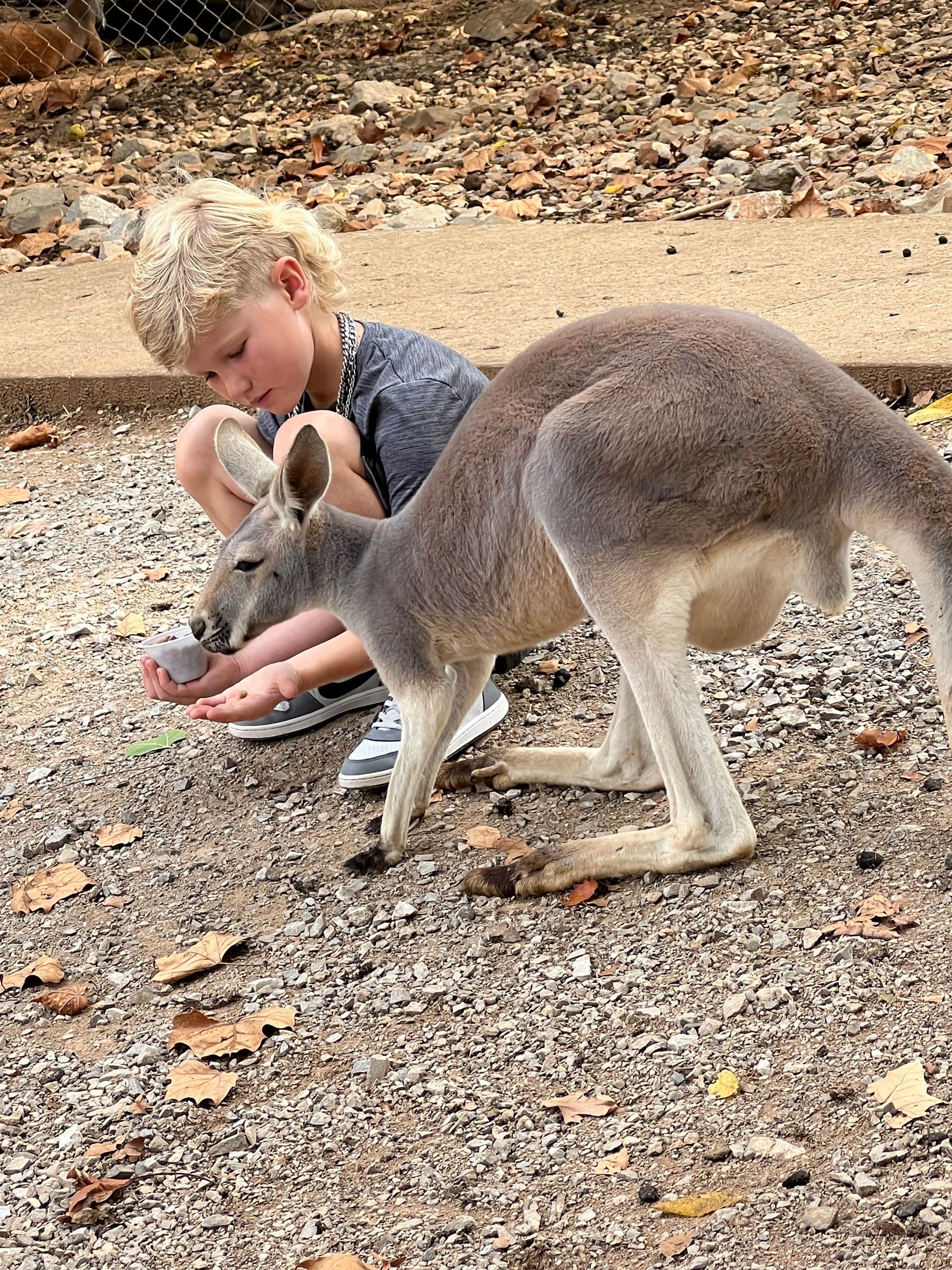 Child feeding a kangaroo in a rocky outdoor setting