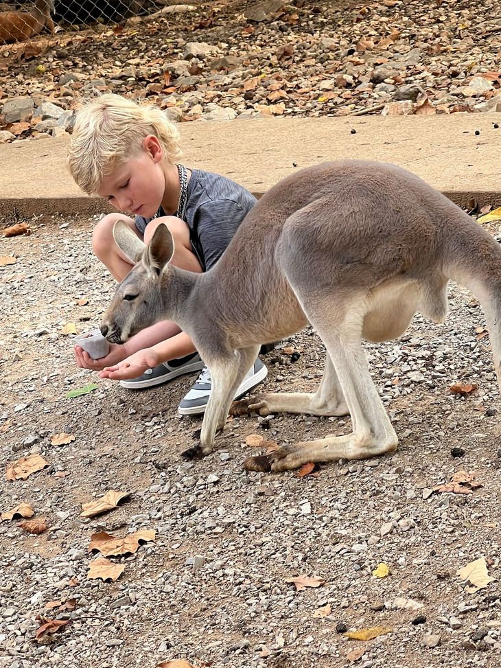 Person feeding a kangaroo on a gravel path in a rocky outdoor setting