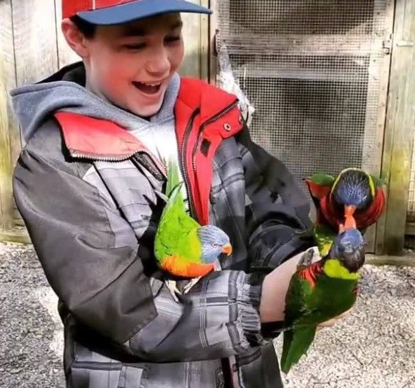 Child smiling while holding three colorful lorikeets outdoors near a wire enclosure