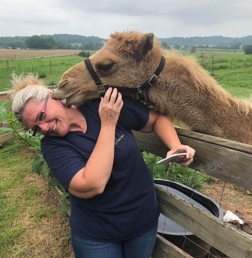 Brown alpaca nuzzling a smiling person leaning on a fence in a grassy field