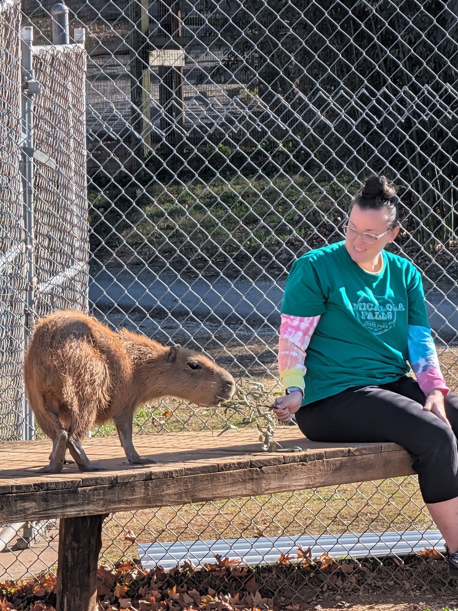 A small brown animal sniffs a person sitting on a bench by a chain-link fence.