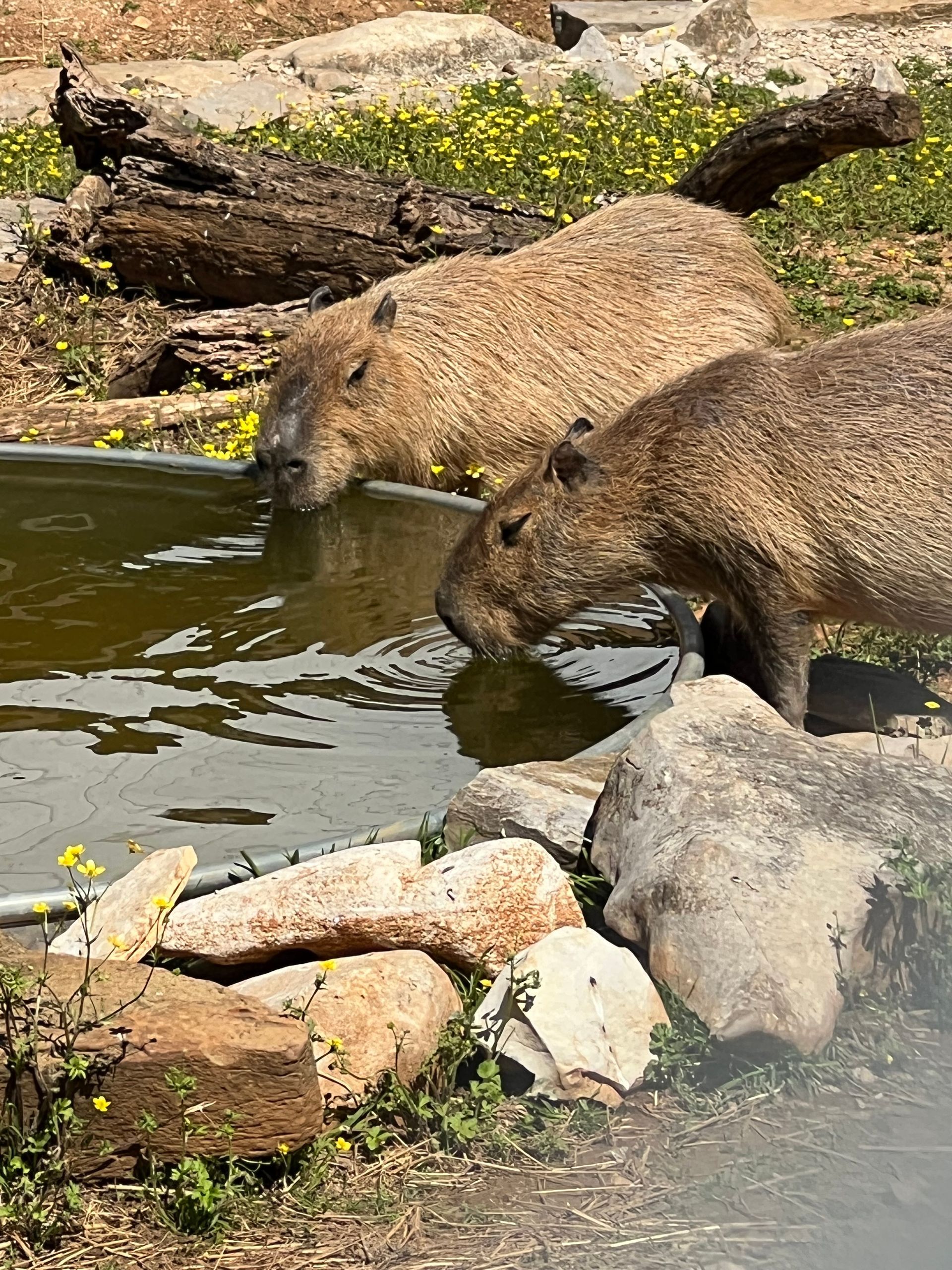 Two capybaras drinking from a small pond among rocks and moss