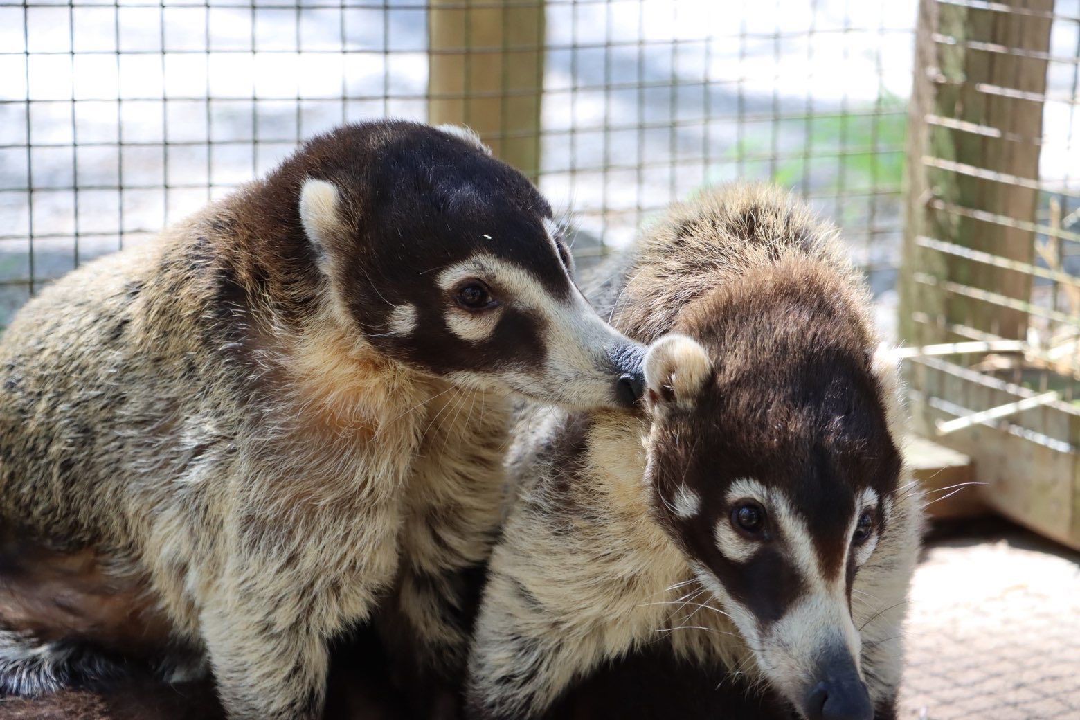 Two coatis standing close together in a wire enclosure, one looking down and one facing left.
