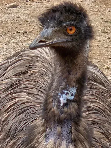 Close-up of an emu with shaggy brown feathers and an orange eye outdoors on dirt ground