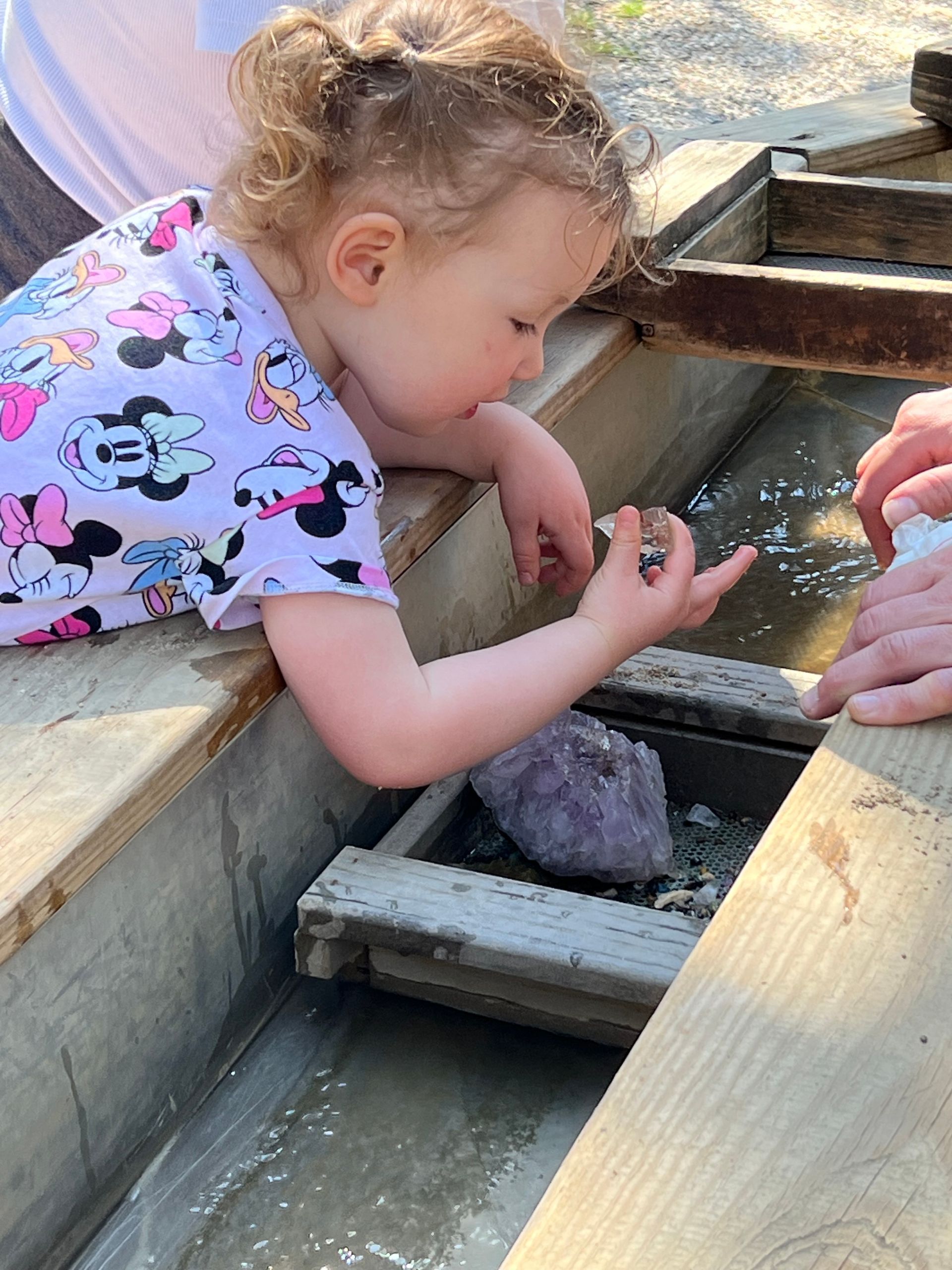 Child in a Minnie Mouse shirt reaching toward a small animal in a wooden water channel