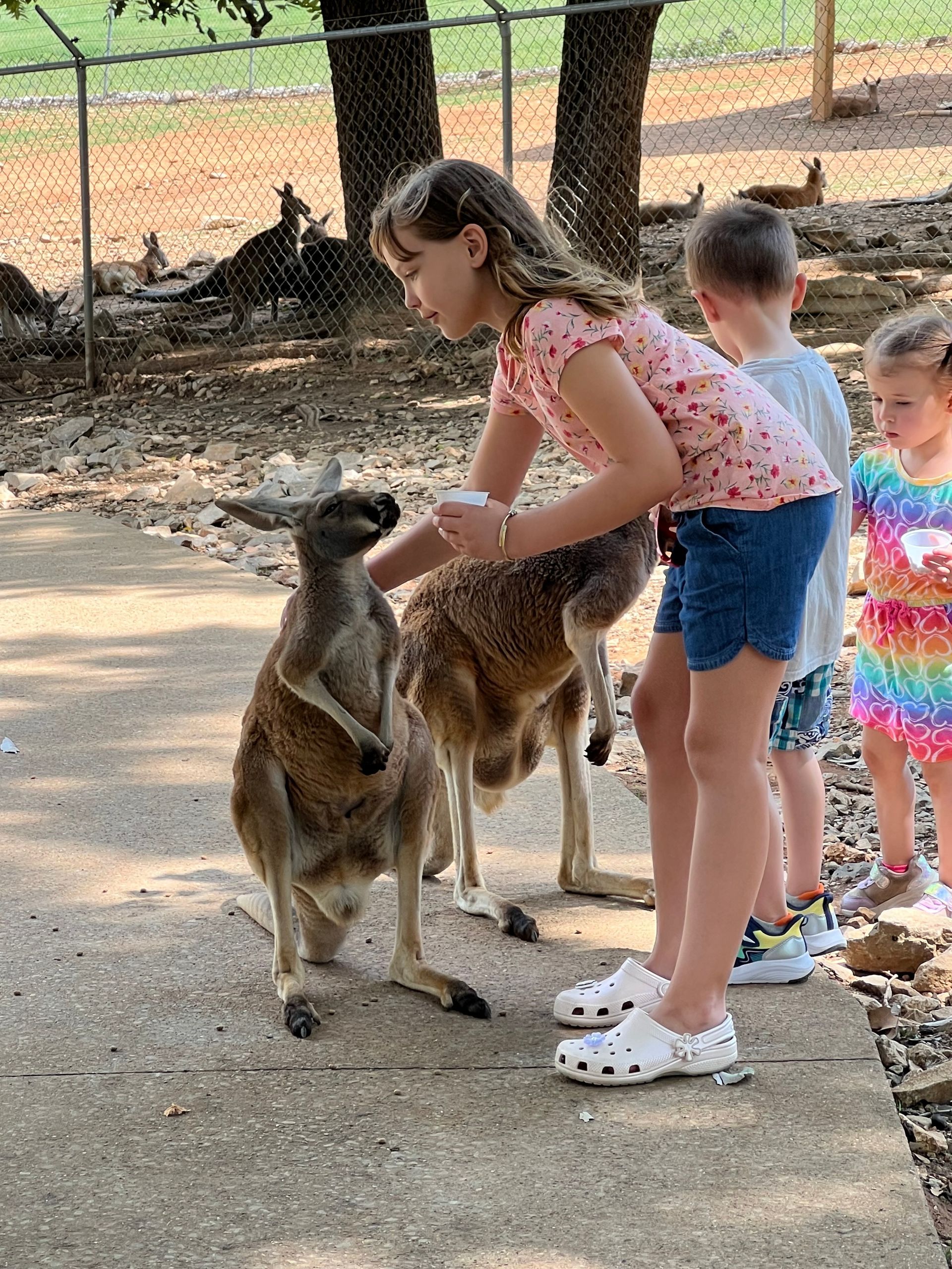 Girl petting a kangaroo while two children watch in a zoo enclosure