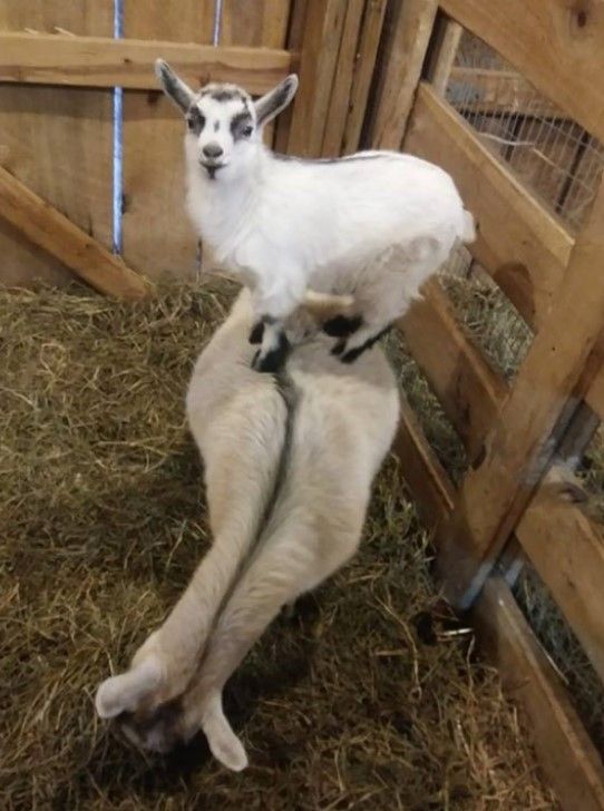 Two baby goats in a wooden pen, one standing on the other's back over straw.