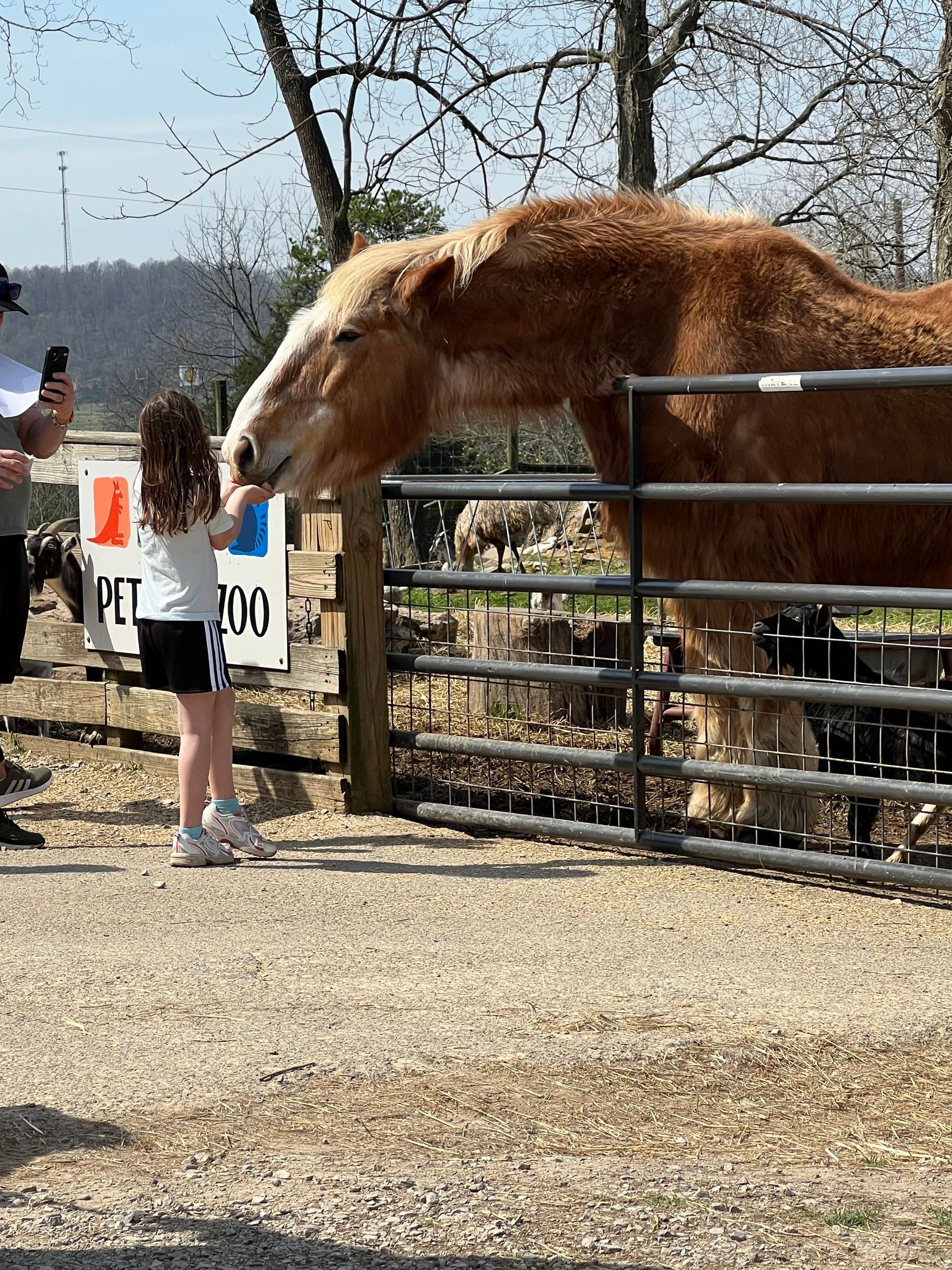 Woman feeding a brown horse through a fence at an outdoor farm enclosure