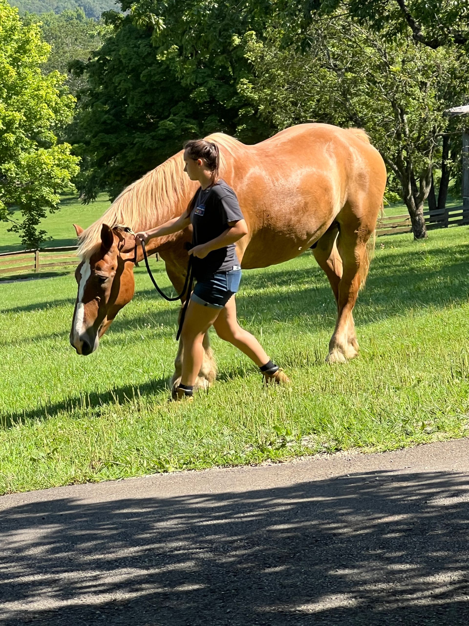 Person walking a brown horse on a sunny grassy path with trees in the background