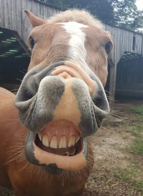 Close-up of a brown horse making a goofy toothy grin in a barnyard.