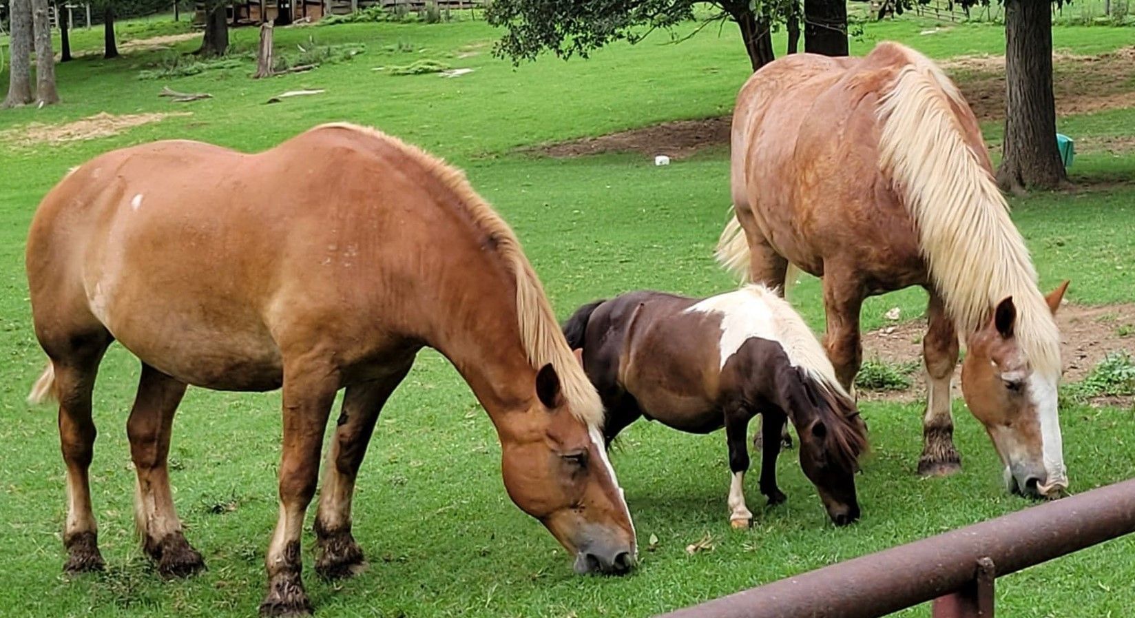 Three horses grazing on green grass in a park-like field.