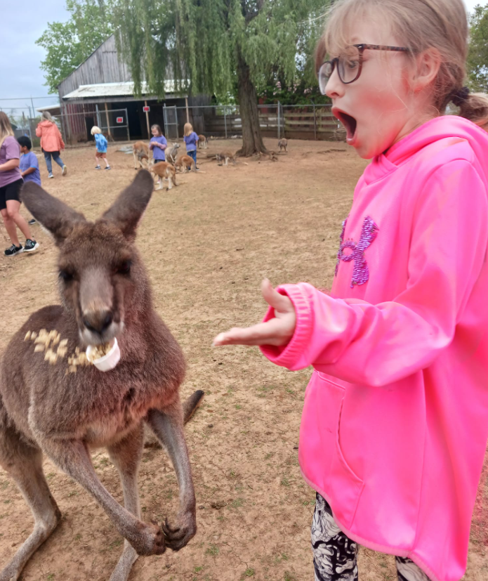 Kangaroo feeding beside a child in a bright pink hoodie at a zoo enclosure