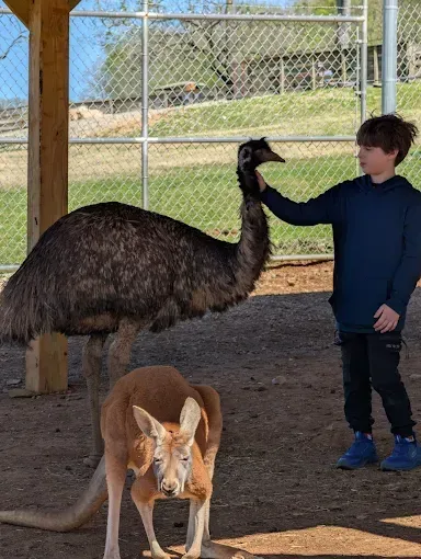 Person petting an emu in a fenced outdoor animal area, with kangaroos nearby.