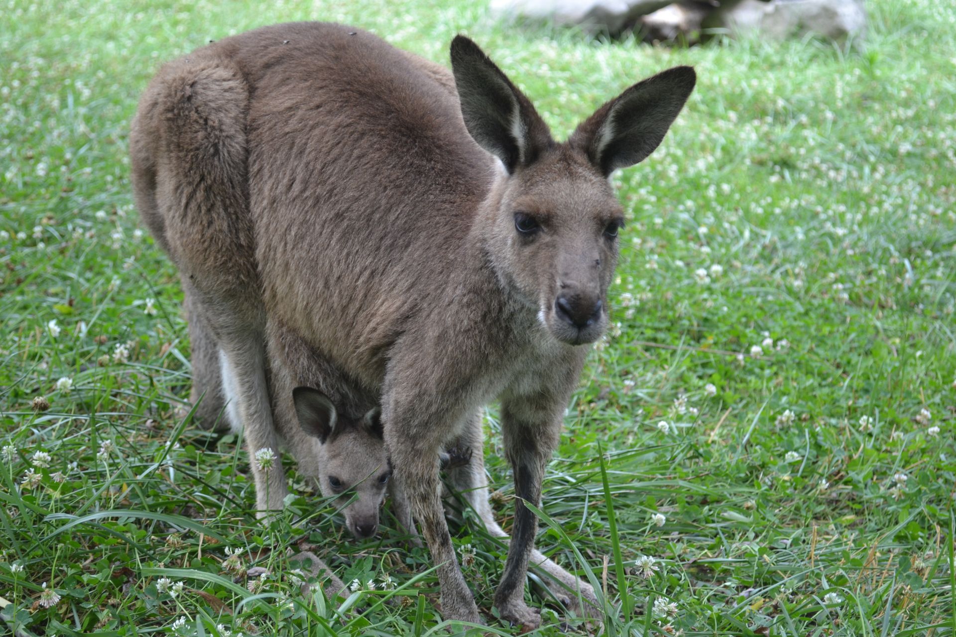Kangaroo standing on grass, facing the camera, with a joey peeking from its pouch.
