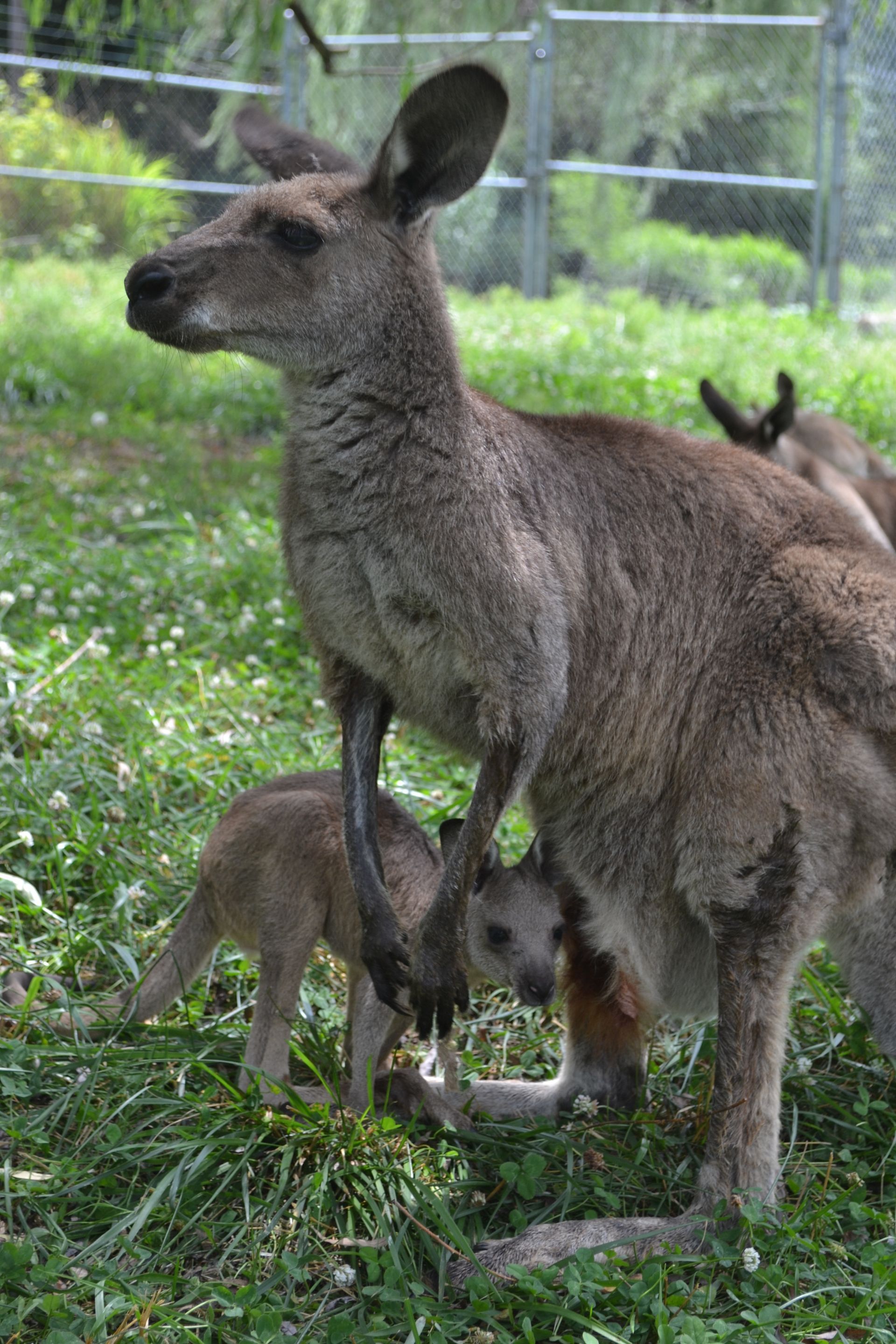 Kangaroo with joey in grassy enclosure, with another kangaroo in the background
