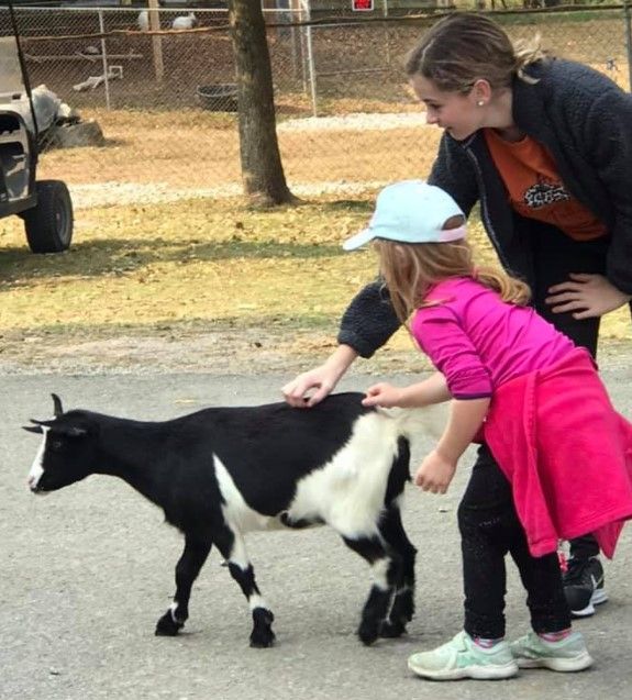 Child in pink outfit petting a small black-and-white goat while an adult watches nearby outdoors.
