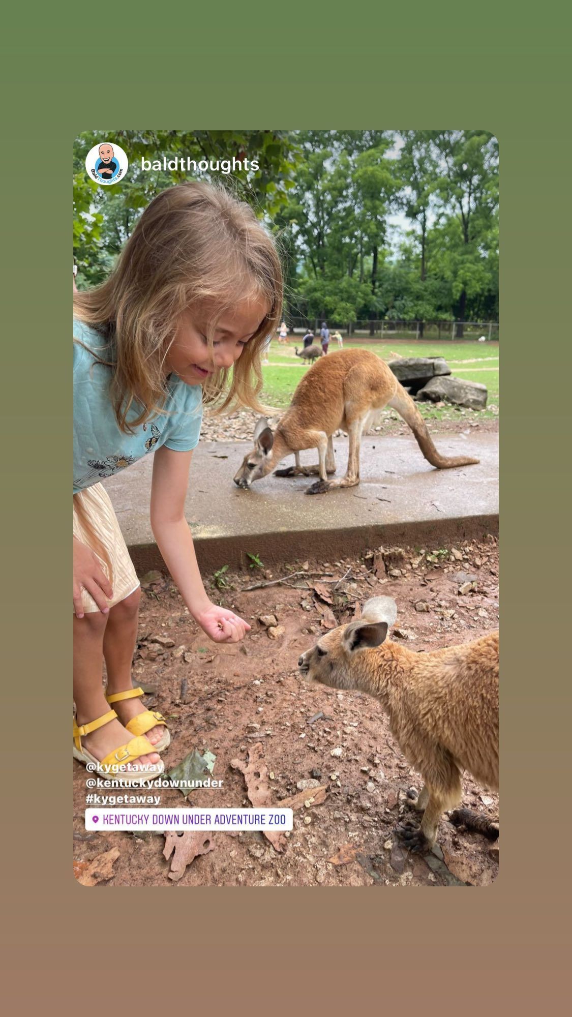 Girl feeding a kangaroo at a zoo, with another kangaroo nearby and a burrow in the foreground