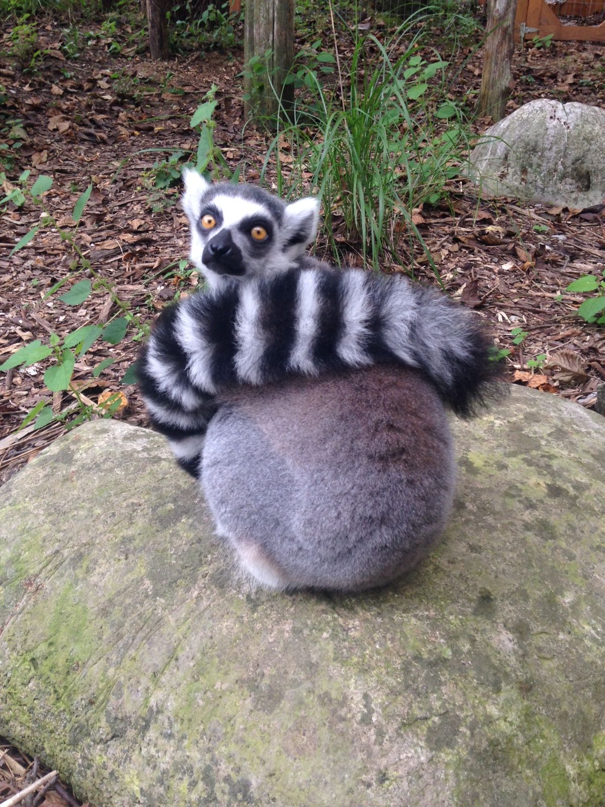 Ring-tailed lemur sitting on a rock in a wooded area, facing the camera.