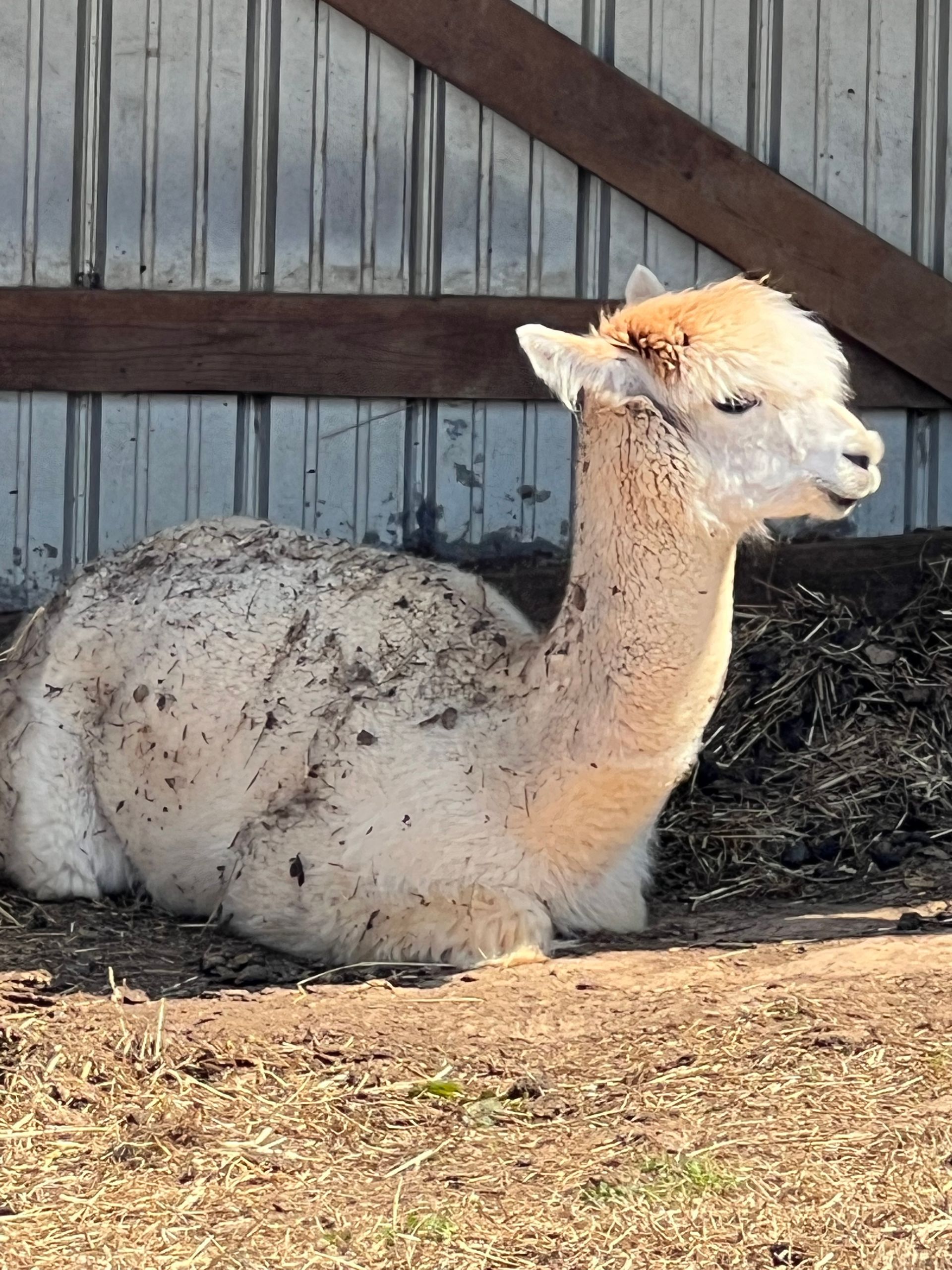 White alpaca sitting in a barn, wearing a speckled coat and looking to the right