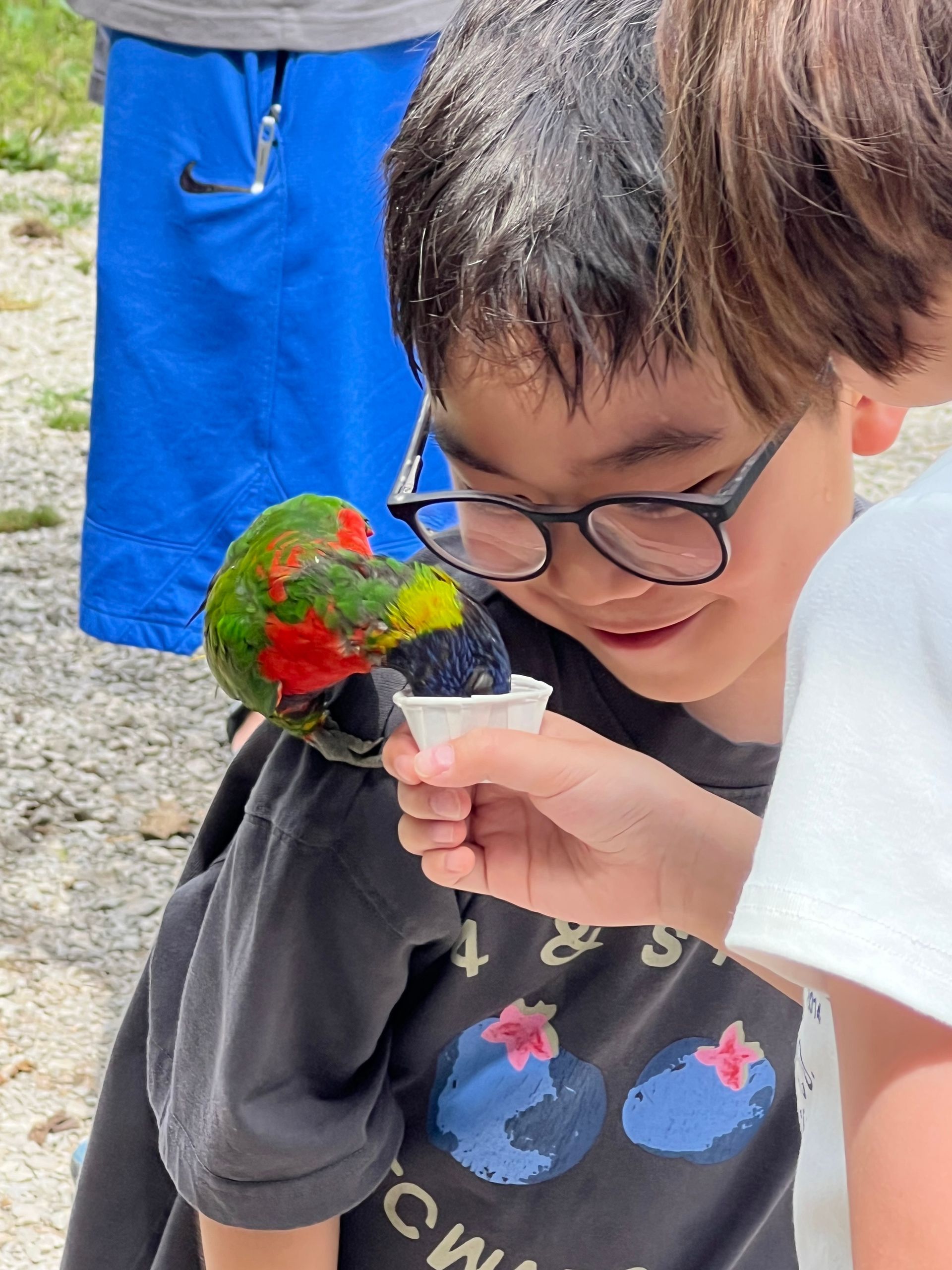 Child in glasses feeds a colorful green-and-red parrot from a small cup outdoors.