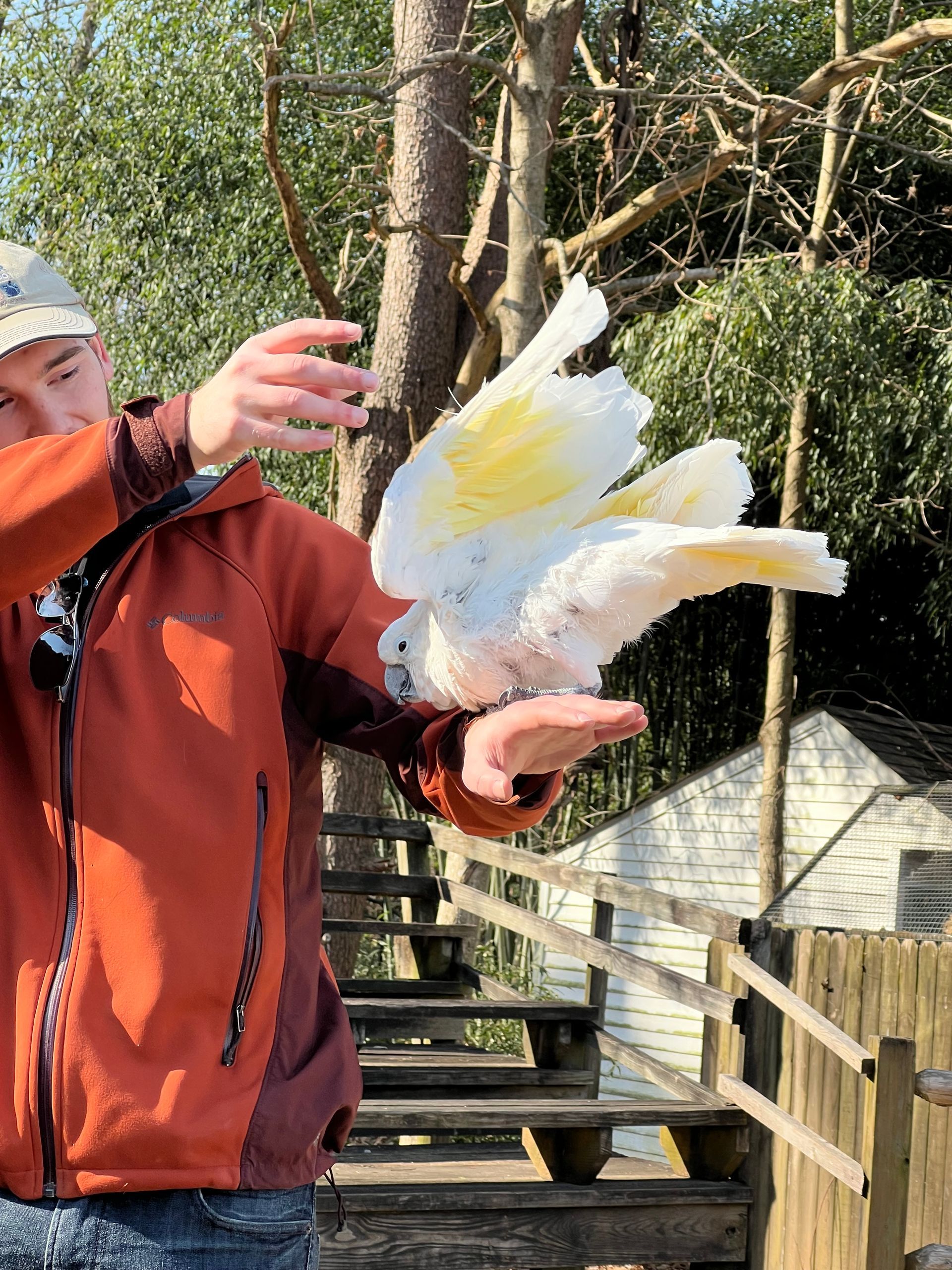 Person in orange jacket feeding a white cockatoo outdoors on a sunny wooden deck