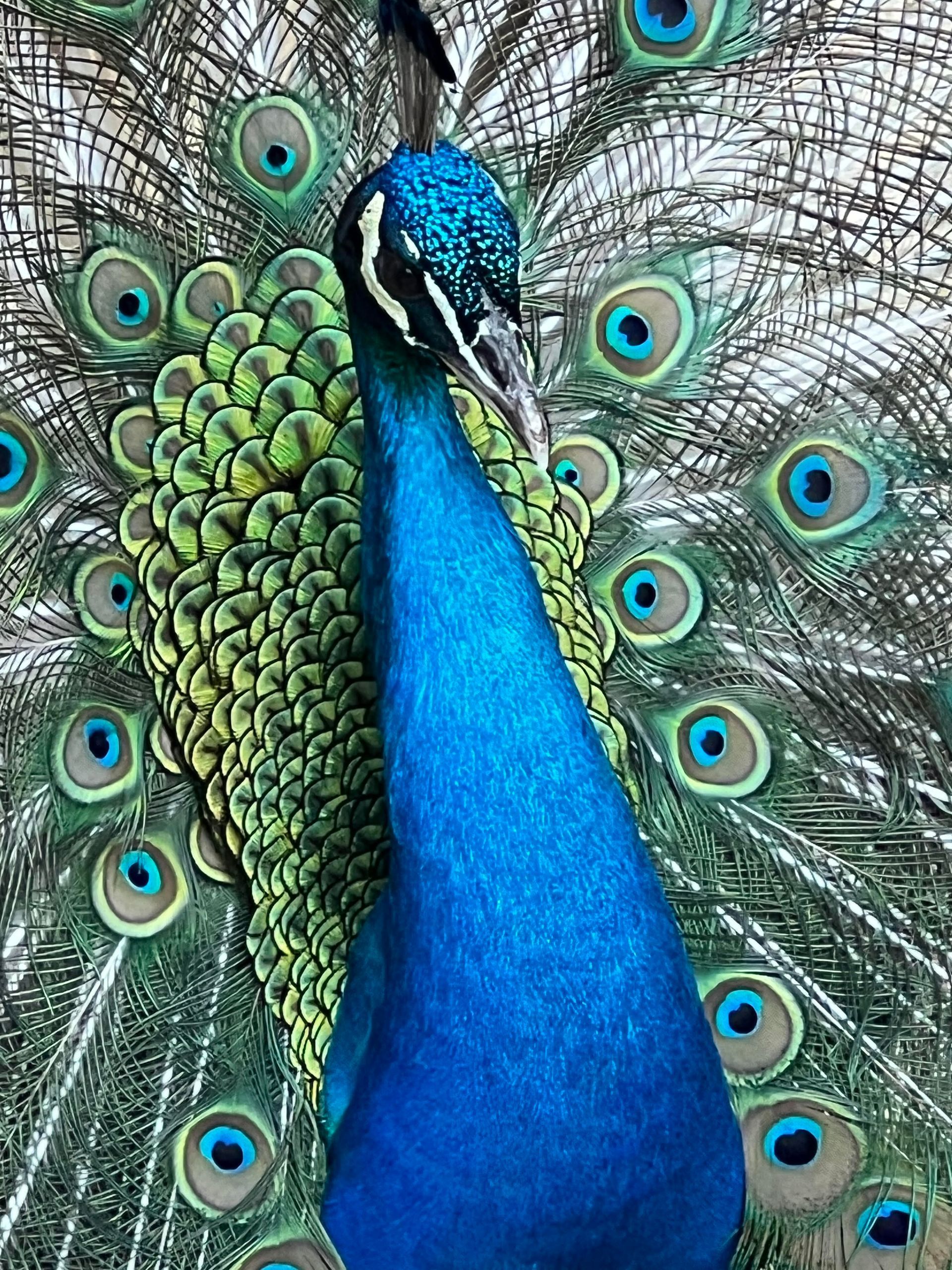 Peacock with vivid blue neck and green tail feathers fanned out, showing eye-like patterns