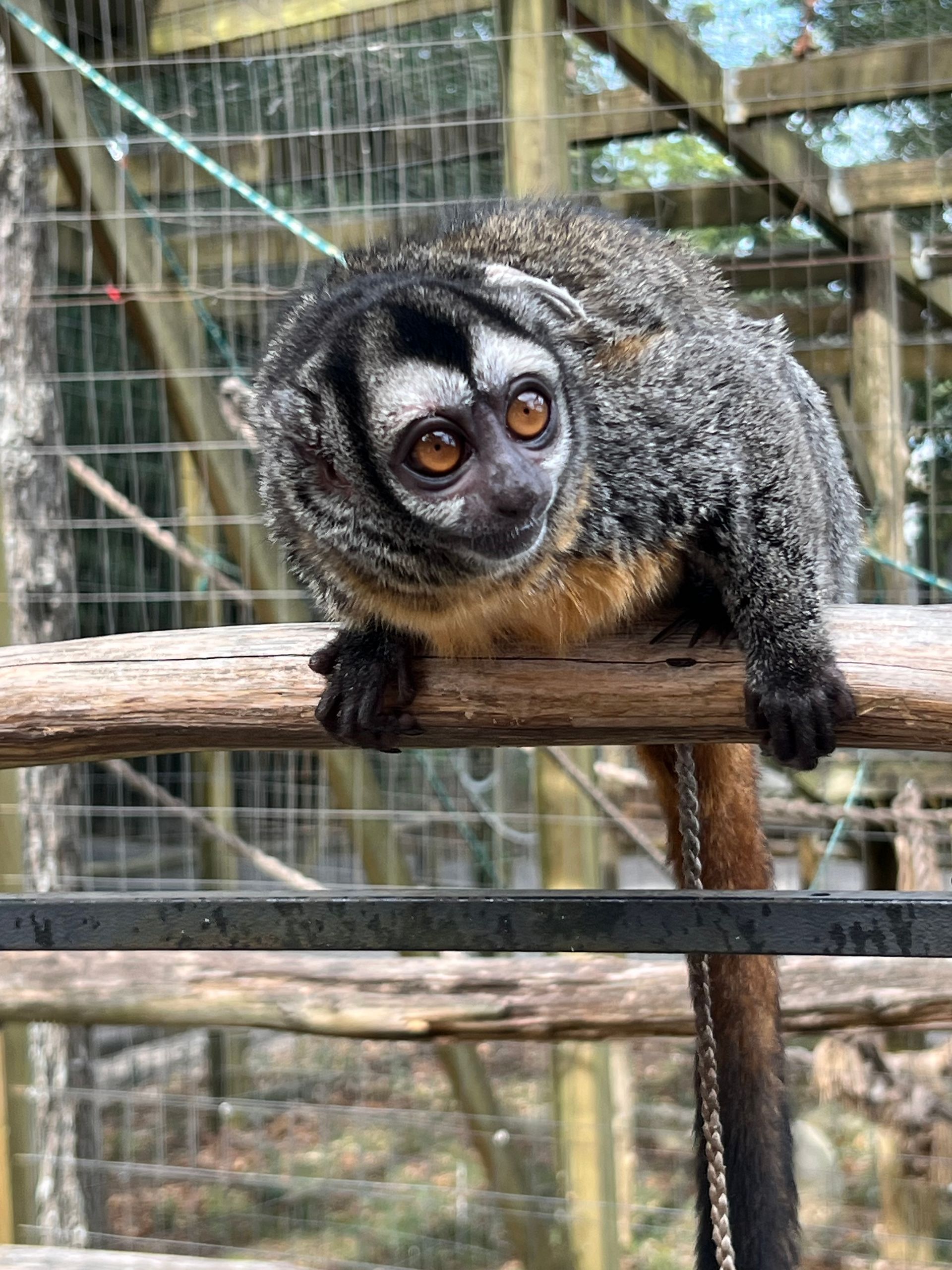 Black lemur perched on a wooden rail in a zoo enclosure, with wire mesh and greenery behind.