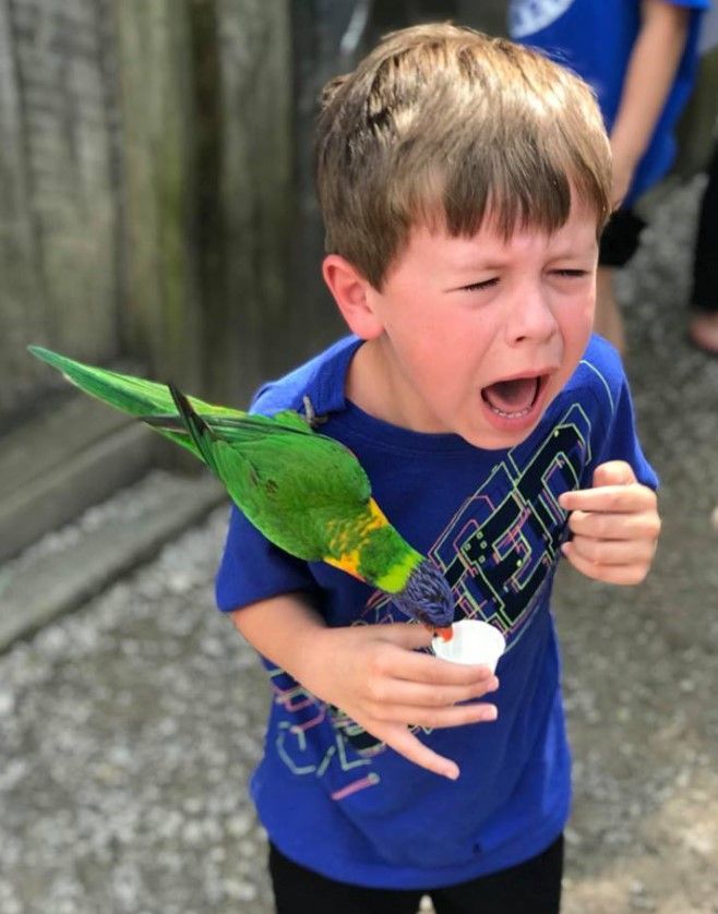 Child in blue shirt holding a colorful parrot, mouth open in surprise outdoors.