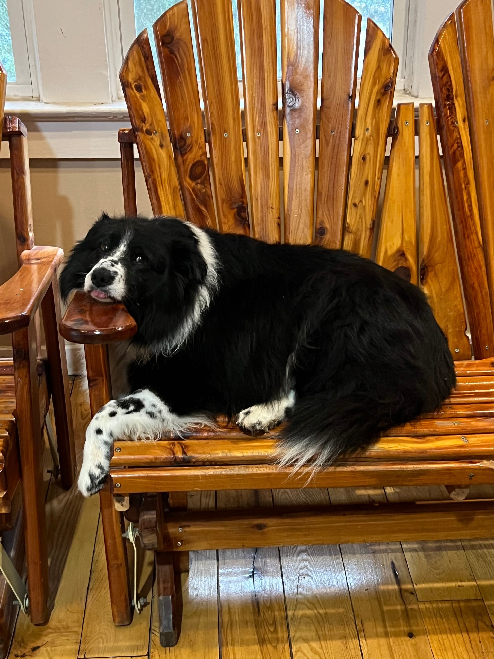 Black-and-white dog resting on a wooden chair indoors.