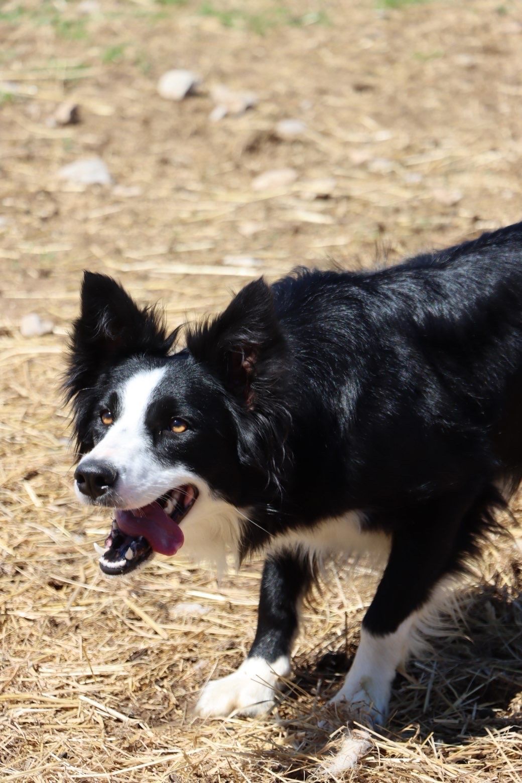 Black-and-white dog running on dry grass with mouth open, tongue out