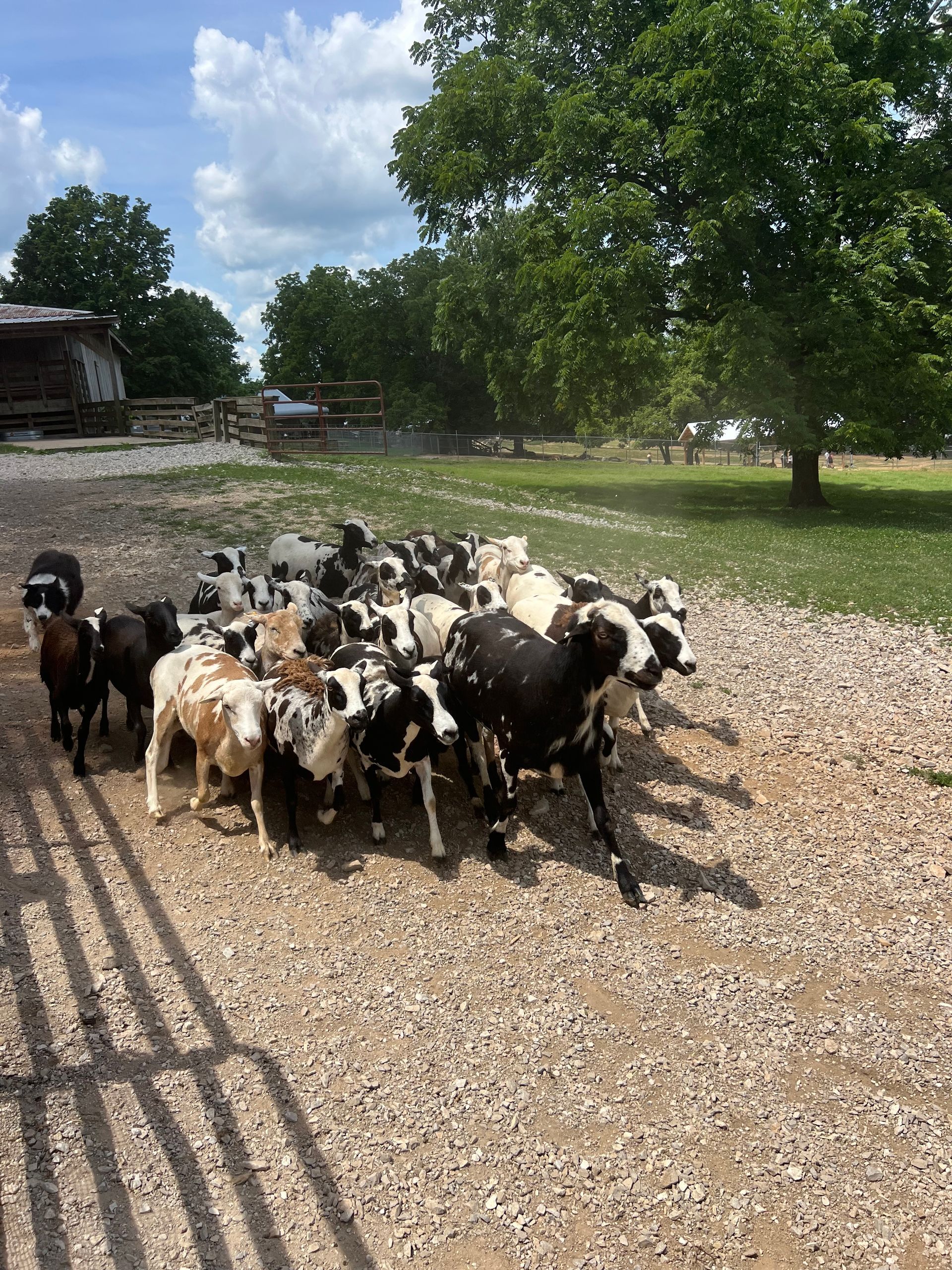 A herd of goats huddles on a gravel farmyard under a partly cloudy sky.