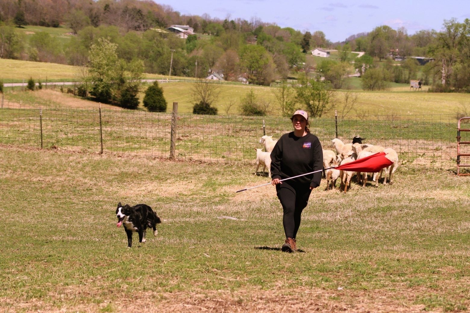 Person walking a dog on a leash in a grassy field, with goats and a red wagon in the background