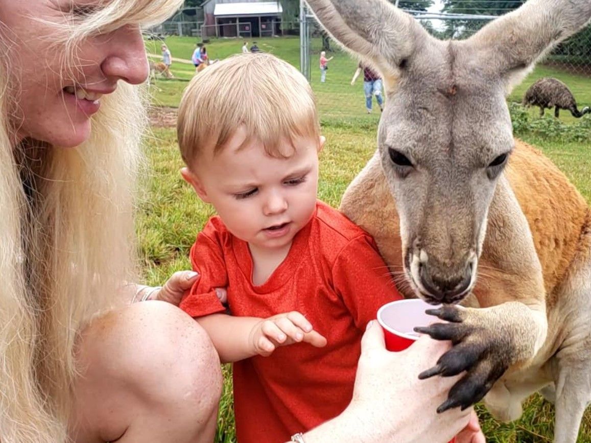 Child feeding a kangaroo with a cup while an adult watches nearby at a petting zoo.