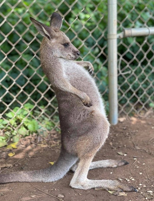 Kangaroo standing upright by a chain-link fence on dirt ground