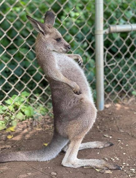 Kangaroo standing upright by a chain-link fence on dirt ground