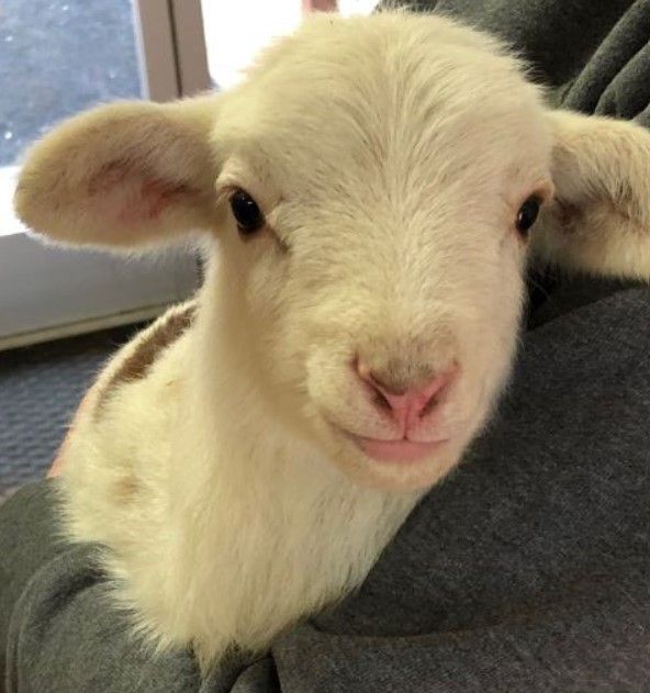 Close-up of a white baby lamb with a pink nose, resting against a dark fabric background