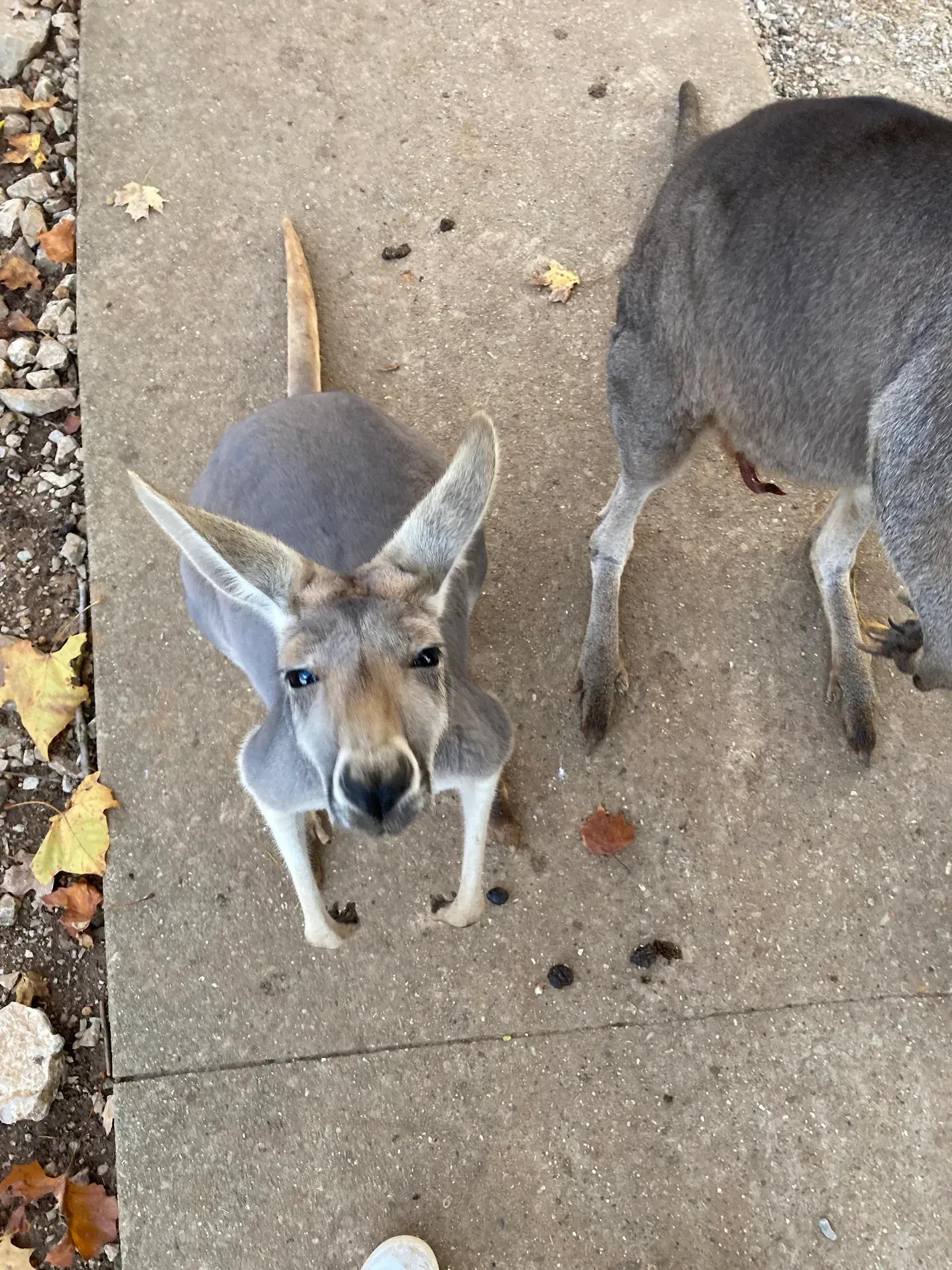 Two small deer standing on a sidewalk, one looking up at the camera.